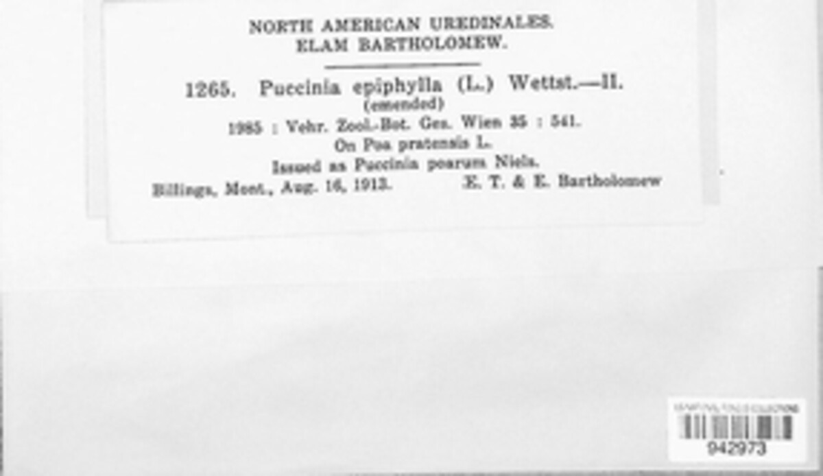 Puccinia epiphylla image